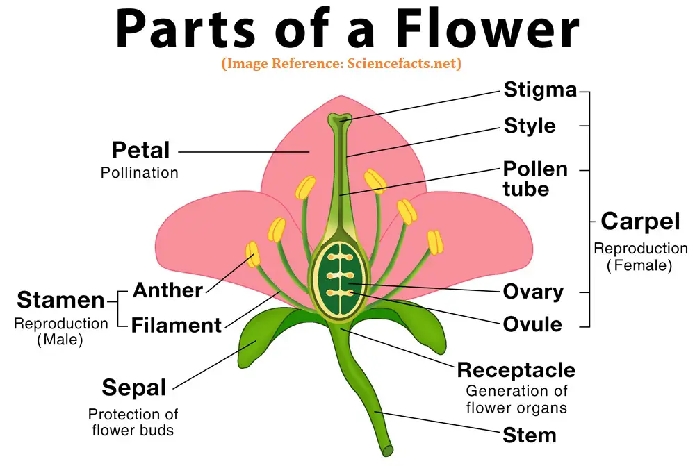 Main parts of a flower