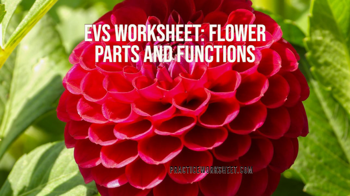 Worksheet Flower parts and functions