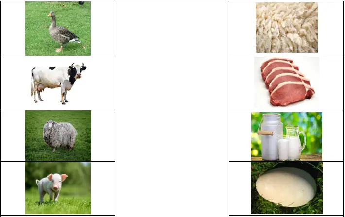 Animals and Foods from them