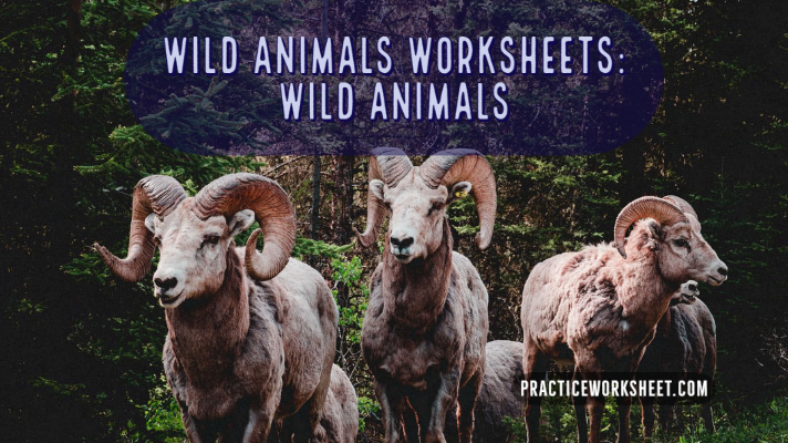 Wild Animals Worksheets Wild animals