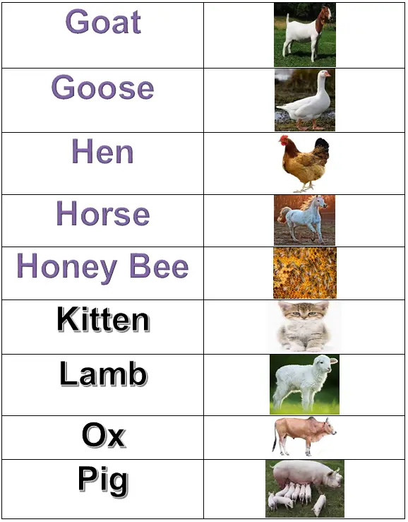 Farm animals for kids