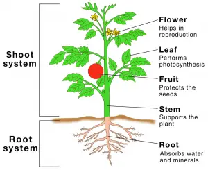 Plants Worksheet | Types of Plants Worksheet (PDF) – Practice Worksheet