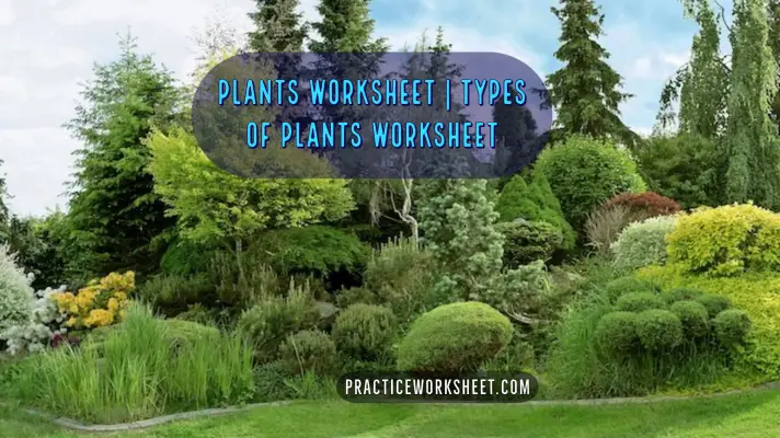 Plants Worksheet