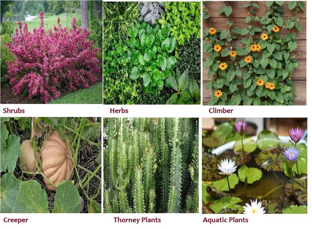 Types of Plants